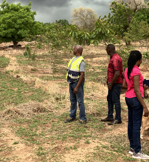 Agroforestry Ghana (1)