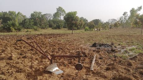 Vegetation Destruction