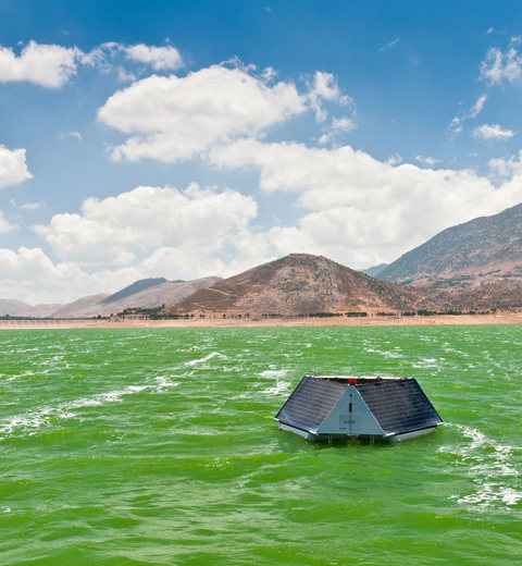 Ultra Sonic Algae Cleaner