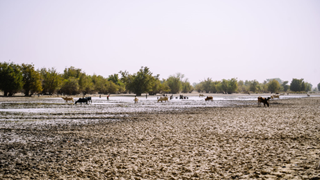 Cattle In Lake Bam Near Yalka Village, Burkina Faso