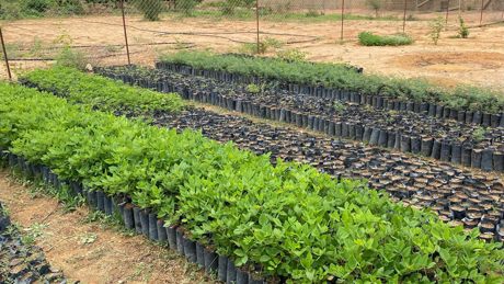 Tree Nursuries
