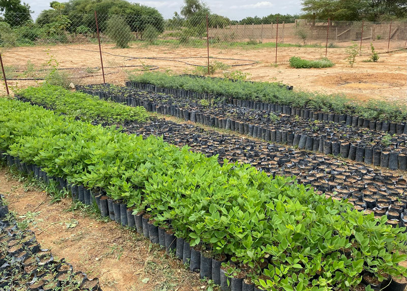 Tree Nursuries