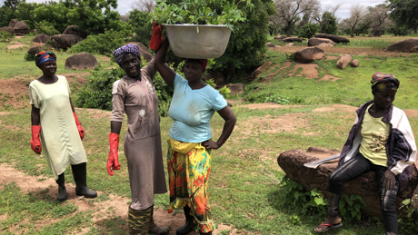 Agroforestry Ghana