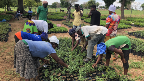 Seedling Farm Ghana - Agroforestry