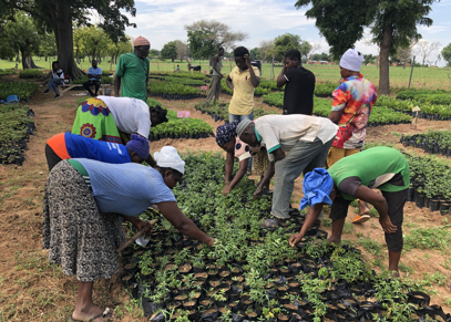 Seedling Farm Ghana - Agroforestry