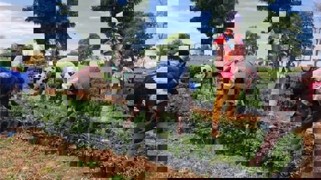 A Photo Of The Reforestation Project In Ghana