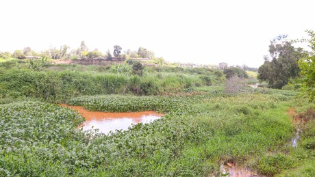 Thika River Downstream, Full With Hyacinth, At Del Monte Farm